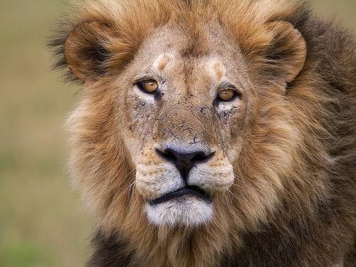 The disdain on face says it all! The disdain on face says it all!