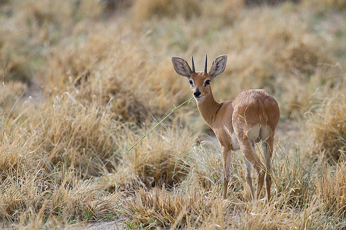 A male steenbok