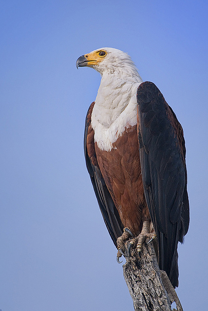 Raptor portrait! Raptor portrait!