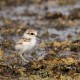 Plover chick