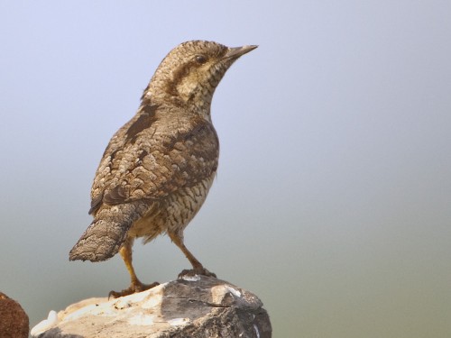Eurasian Wryneck - look carefully at the toes, 2 point backwards