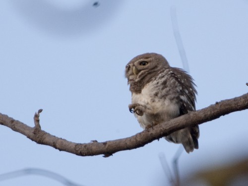 Forest Owlet, Heteroglaux blewitti. Preening