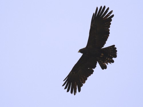Black Eagle underside
