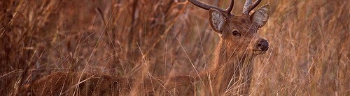 Hard Ground Barasingha