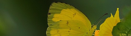 One-spot Grass Yellow Butterfly (Eurema andersonii)