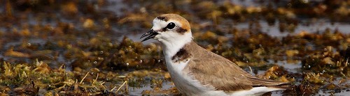 Kentish Plovers do breed in Nagpur