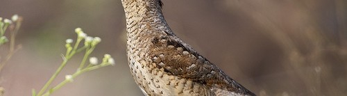 Eurasian Wryneck – A woodpecker which is unlike any…