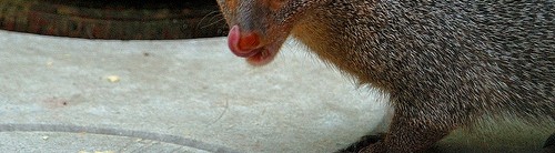 Rikki Tikki Tavi – Indian Gray Mongoose