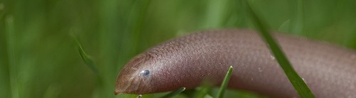 Not a worm – Beaked Blind Snake