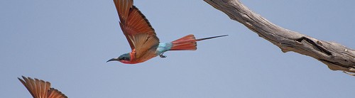 A different bee-eater – Southern Carmine