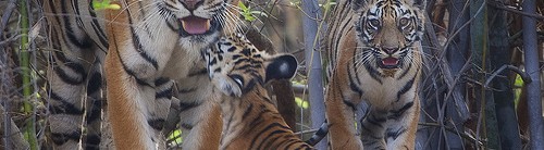 17th Anniversary: Tadoba trails…