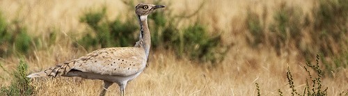 The “Houbara” twitch