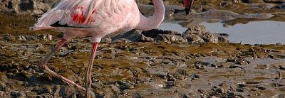 Watching Flamingos at Sewri Mudflats