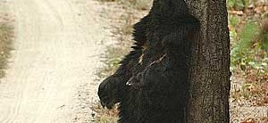 Sloth Bear (Bhalu) (Melursus ursinus)