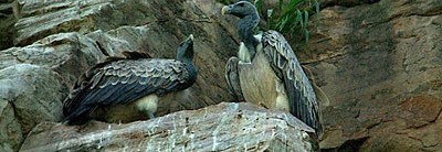 A blind date with Vultures
