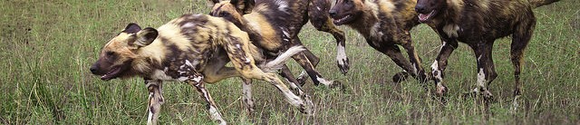 Lycaon pictus, the African Wild dog.